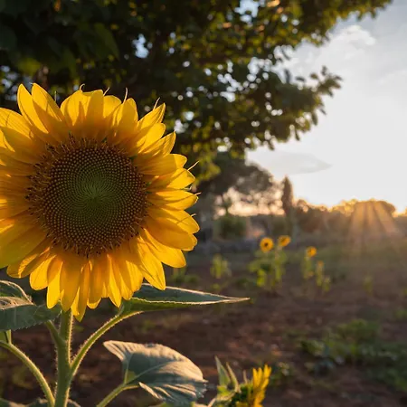 Bed and Breakfast Li Mori