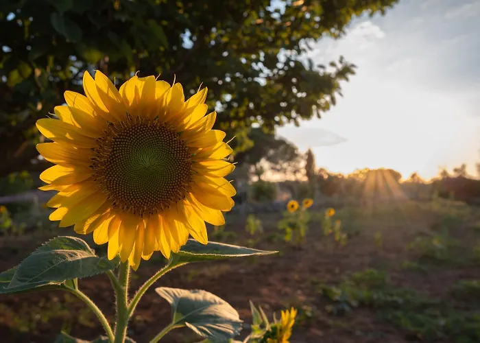 Bed & Breakfast Li Mori